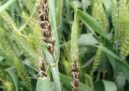 小麦黑穗病的预防方法在这里来看看吧
