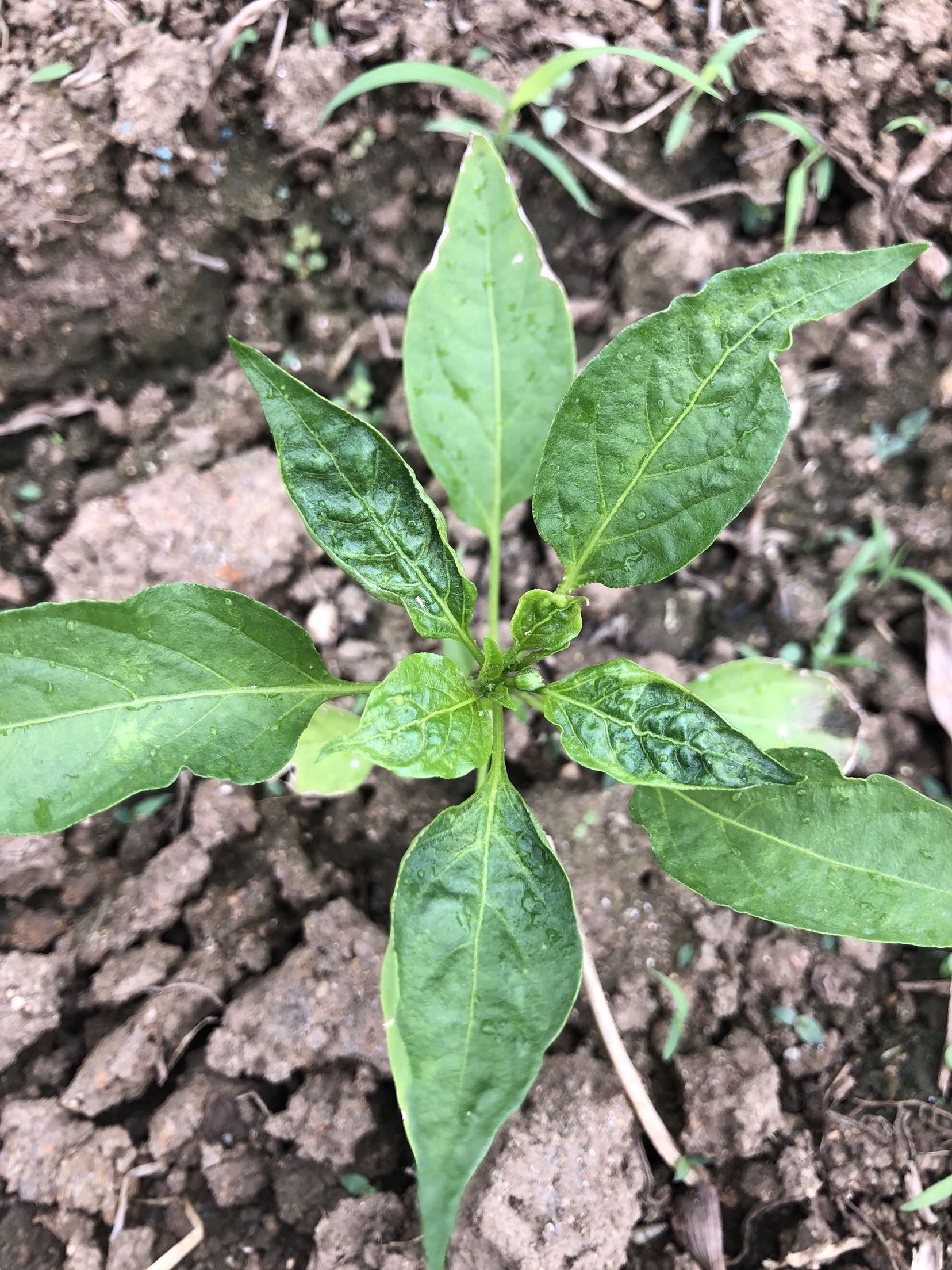 辣椒_病虫草图_191农资人 - 农技社区服务平台