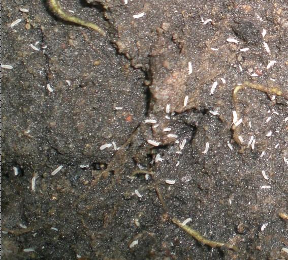 这个什么虫 用什么农药