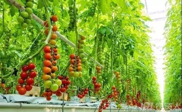 种植大棚亩产能达到四十万元,高端定位水果番茄就是不一样
