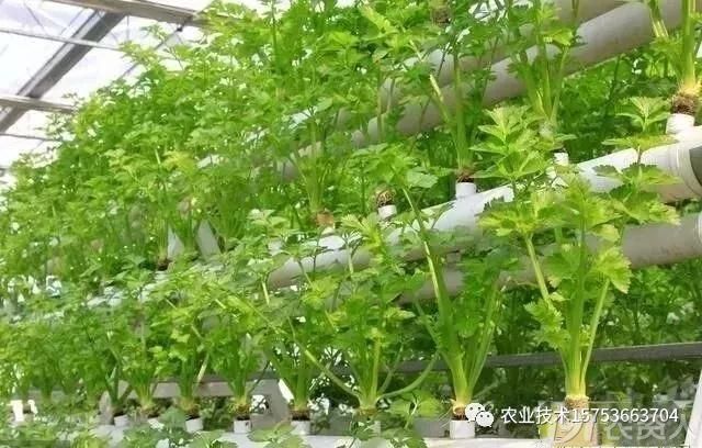 水培蔬菜亩产可达2万斤教你几种管道自制法