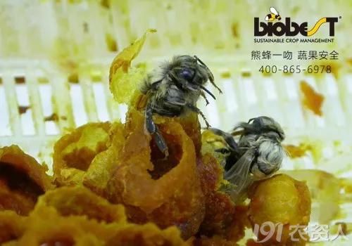探索昆虫 熊蜂的采食活动 植保技术 191农资人 农技社区服务平台 触屏版