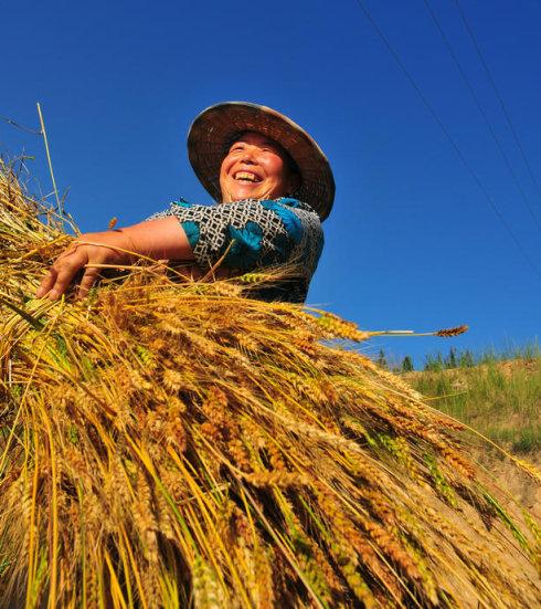 低成本水稻高产套餐 水稻用的套餐 水稻增产防病方案