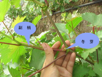 第一阶段:饱满的葡萄冬芽