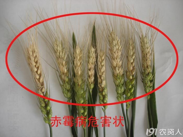 小麦赤霉病防治歌