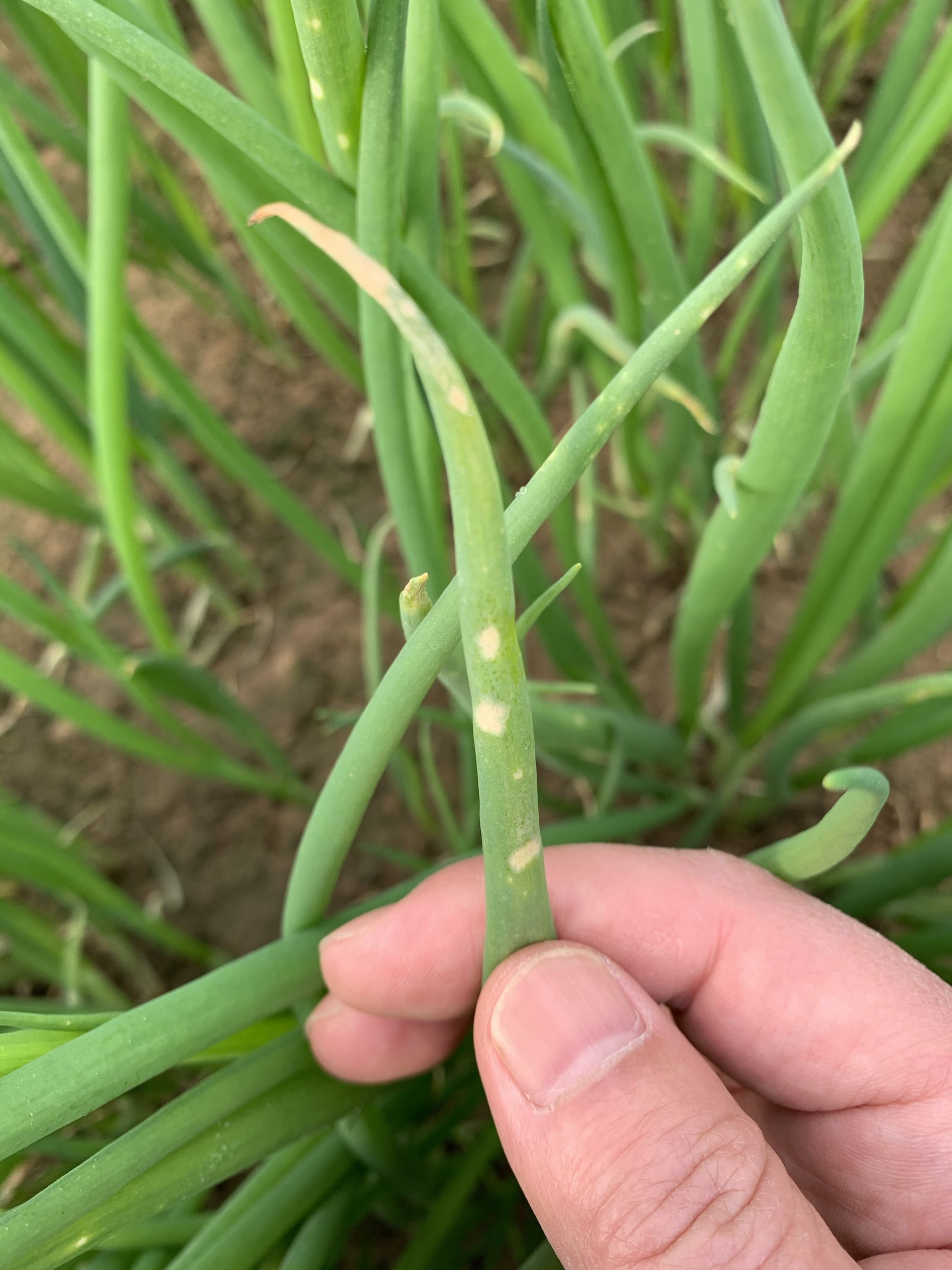 戊唑醇 异菌脲打小葱有要害吗?以下什么情况?