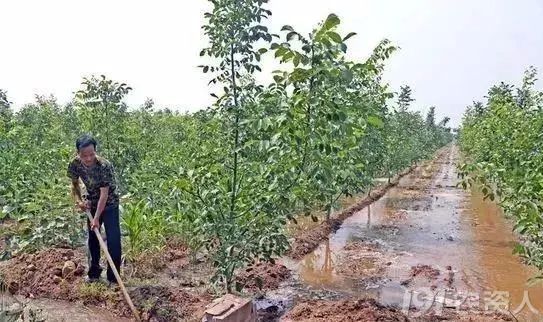 种植圈 警告:果树花期浇水危害大!你知道吗?