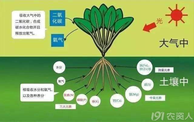 植物的氧化还原过程,促进三磷腺苷(atp)的合成,起呼吸催化剂的作用