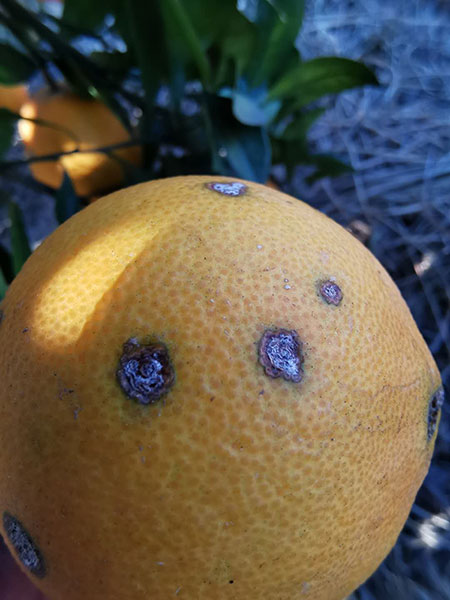 柑橘溃疡病显微镜图图片
