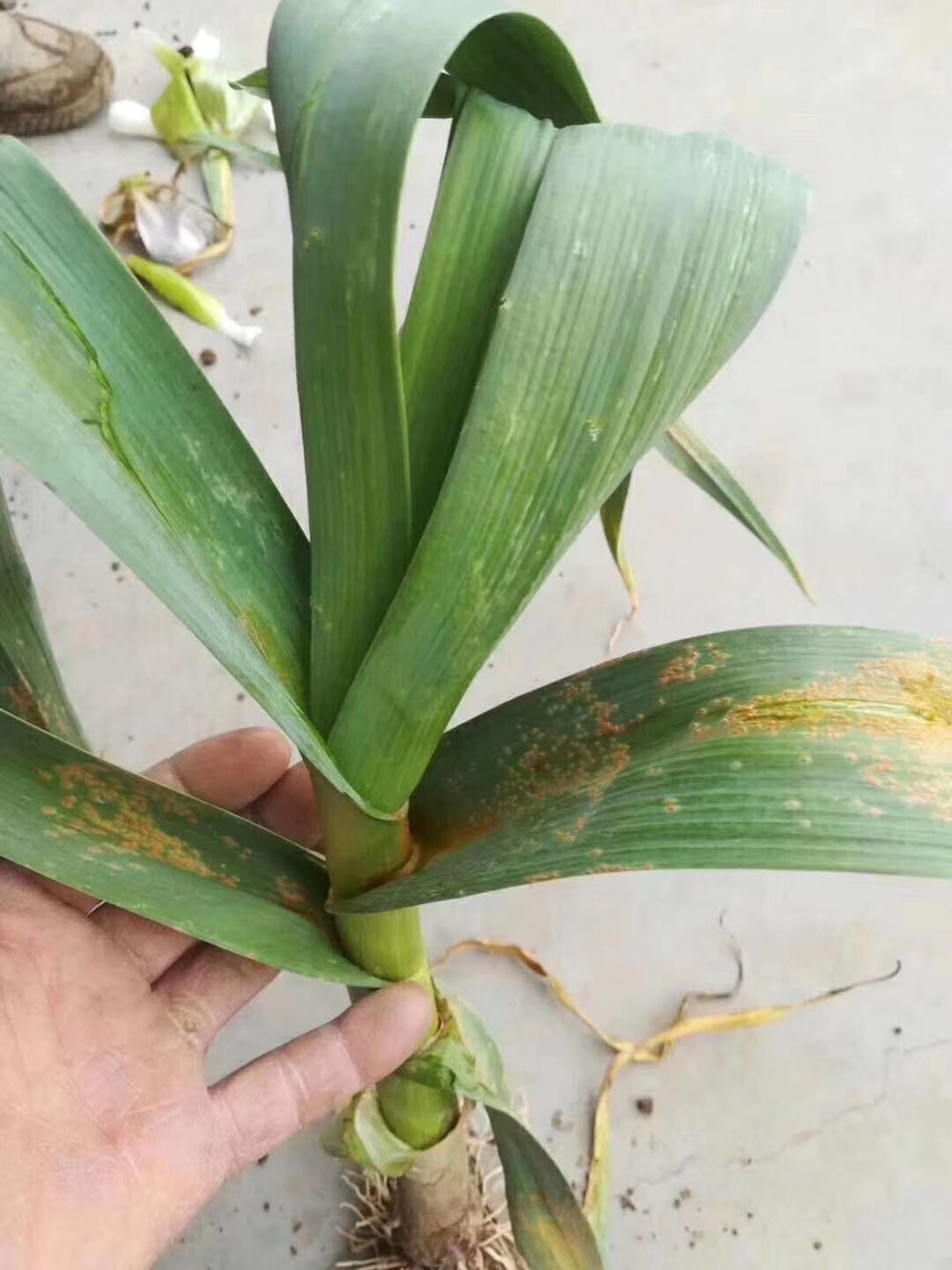 大蒜近期锈病严重,解决方案贡献欢迎交流