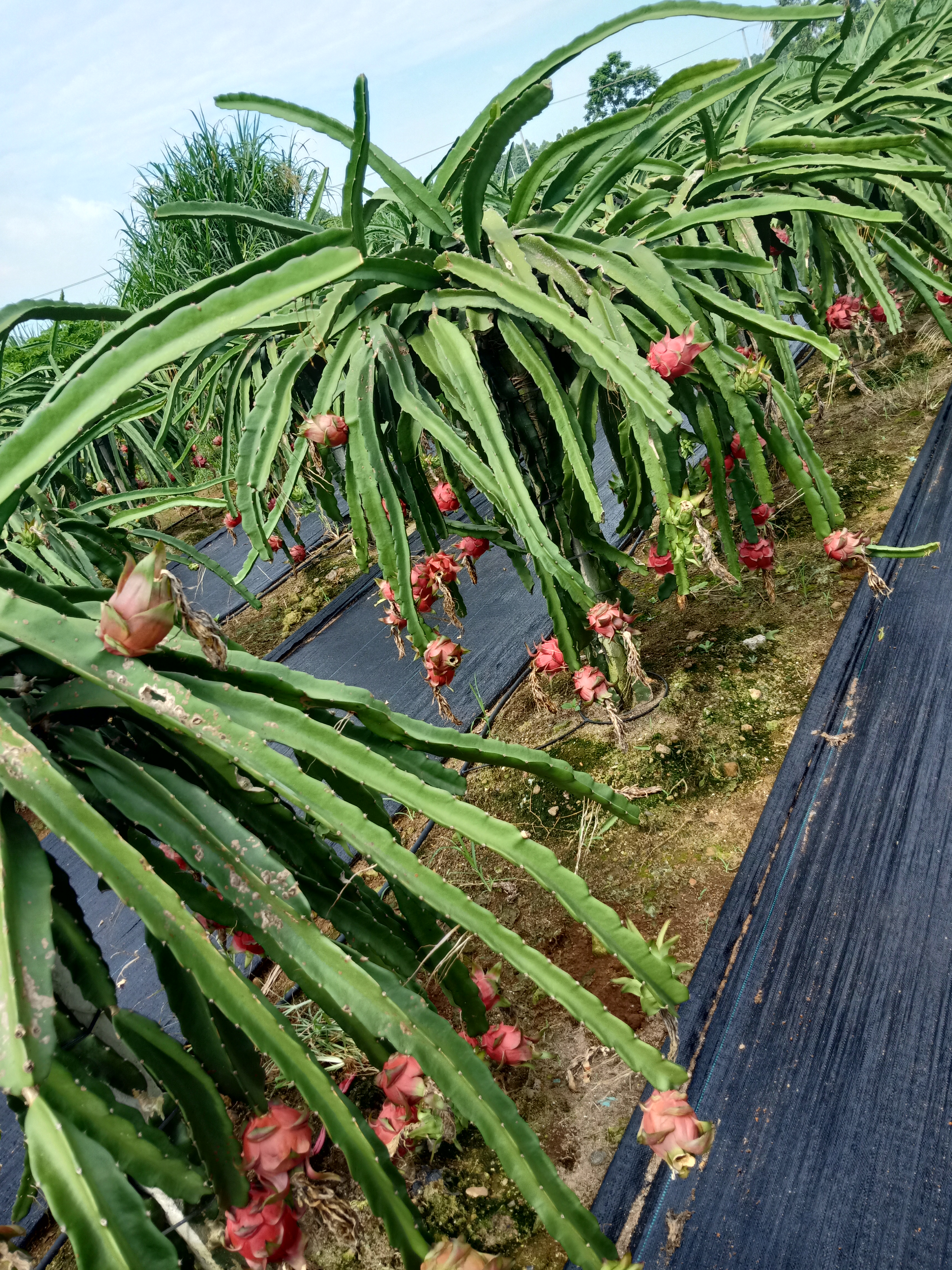 红心火龙果苗_种苗天地_191农资人 - 农技社区服务平台