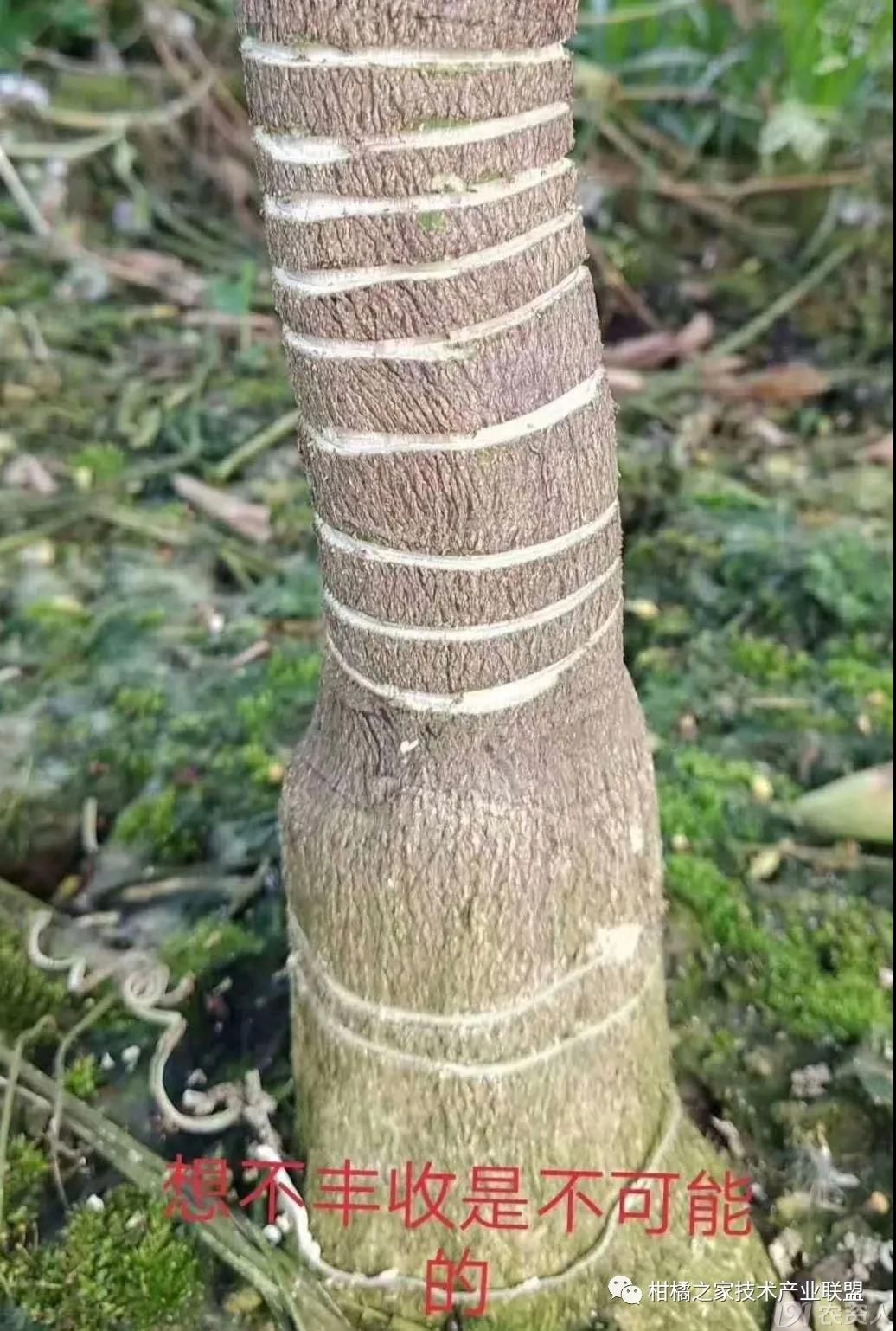 环割保果怎么割?割哪里?割几次?一次讲明白! - 植保技术 - 191农资人 - 农技社区服务平台 - 触屏版