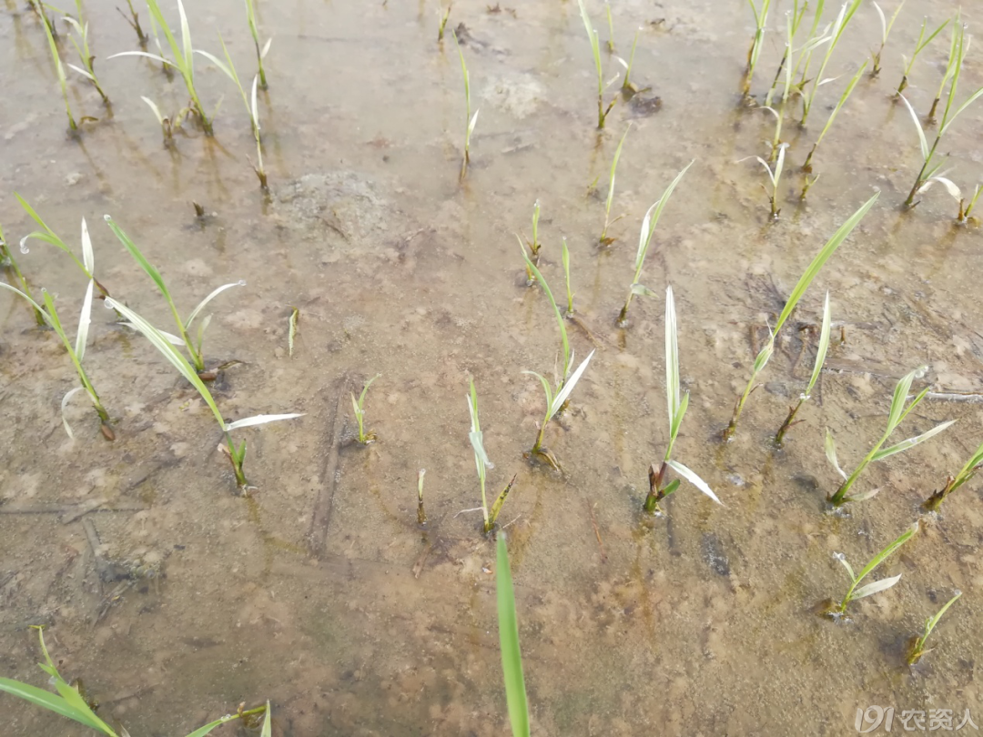 抗性杂草疯长 秧苗发白 这个3个配方有效防除 种苗天地 191农资人 农技社区服务平台 触屏版