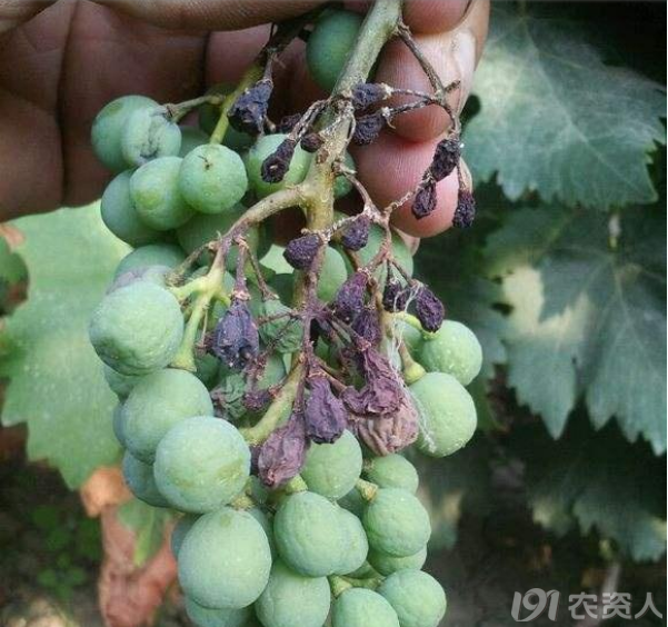 葡萄日灼气灼异同全面对比看完就不再发愁分不清了