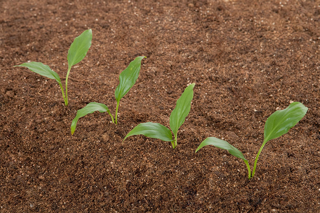 土壤改良用什么肥料好?矿源黄腐酸钾疏松土壤,让作物更好生长
