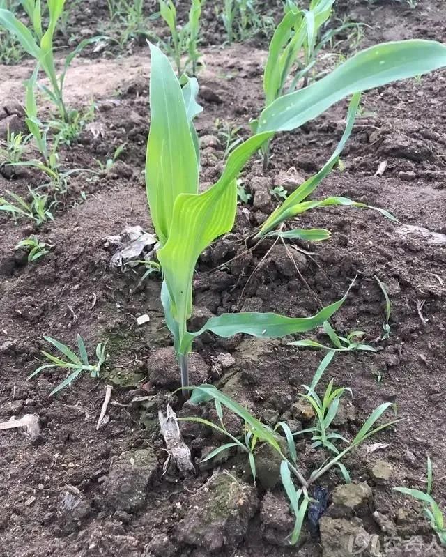 現在正是各地夏玉米苗後除草高峰,發生除草劑藥害的問題每年都會發生