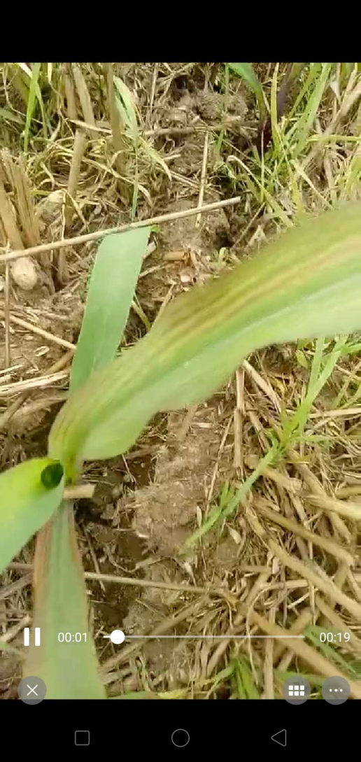 当前玉米管理及控旺技术