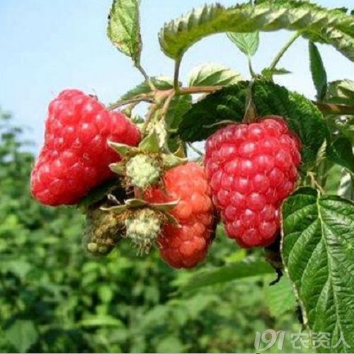 红树莓苗批发 种苗天地 191农资人 农技社区服务平台