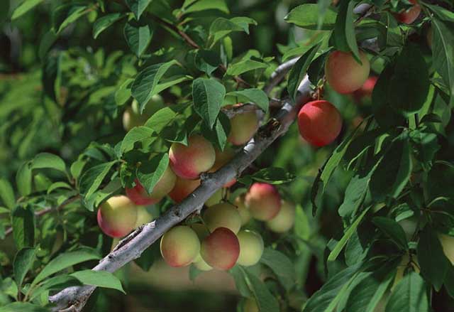 杏树用什么叶面肥比较好?杏树专用叶面肥