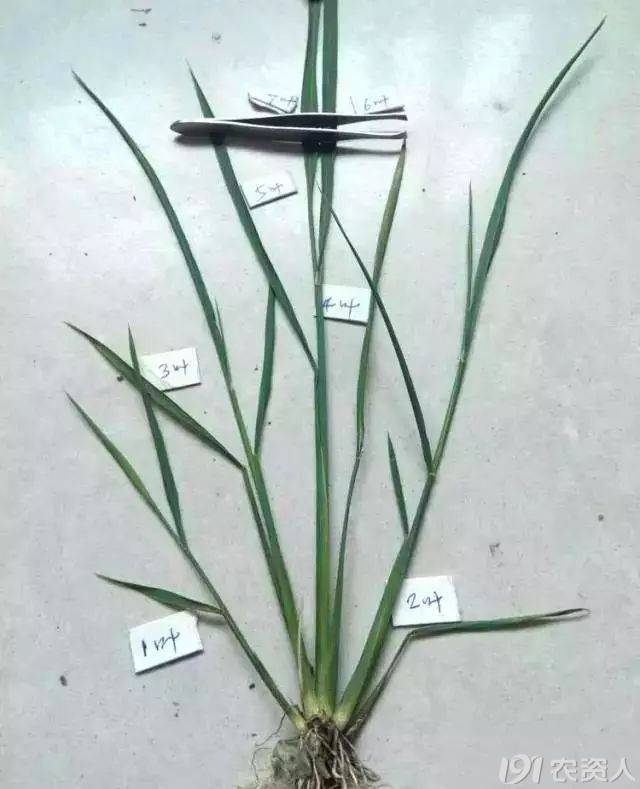 水稻产生新的分枝的过程时期
