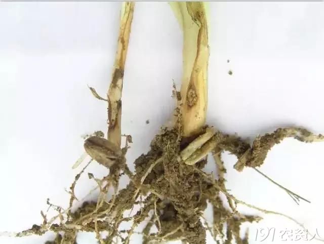 b小麦全蚀病(冬小麦播种过早发病重)