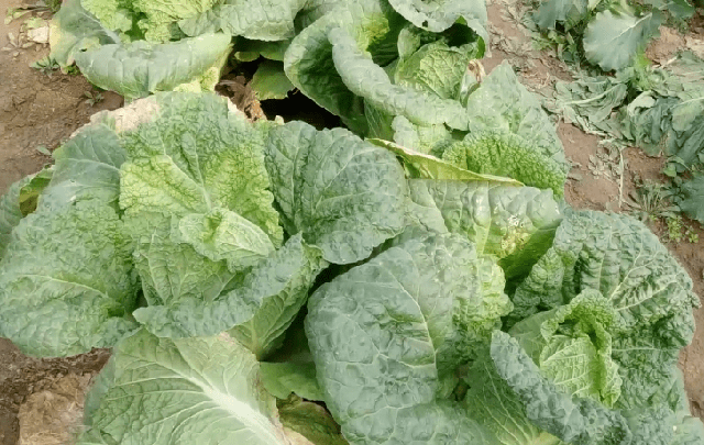 娃娃菜应该用什么叶面肥?