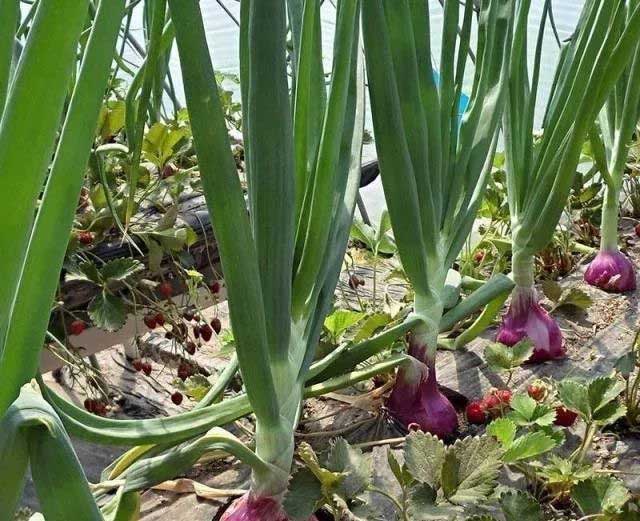 洋葱有什么生长特性?洋葱增产提质用什么叶面肥?_广而告之_191农资人 