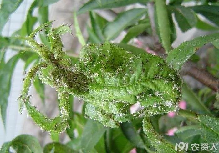 桃蚜蚧殼蟲桃小食心蟲等桃樹疑難病蟲害防治大全