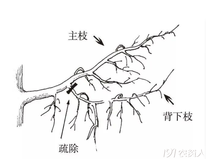 背上枝背下枝图解图片