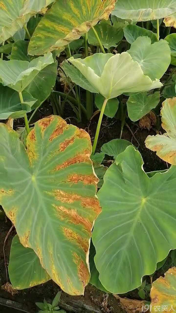 尖尾芋叶子发黄图片