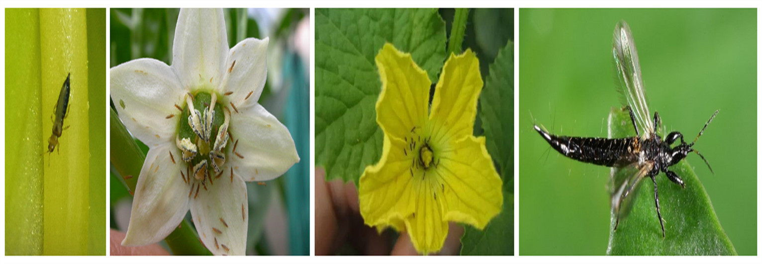 ����������ҩ ����ն15093417172