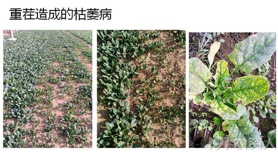菠菜的种植技术及管理要点（全解） - 植保技术- 191农资人- 农技社区 
