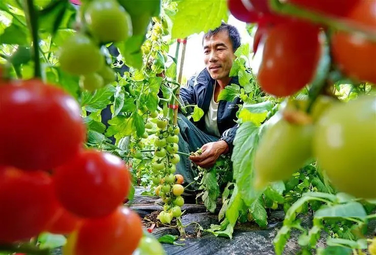 10%联苯噻虫胺15093417172