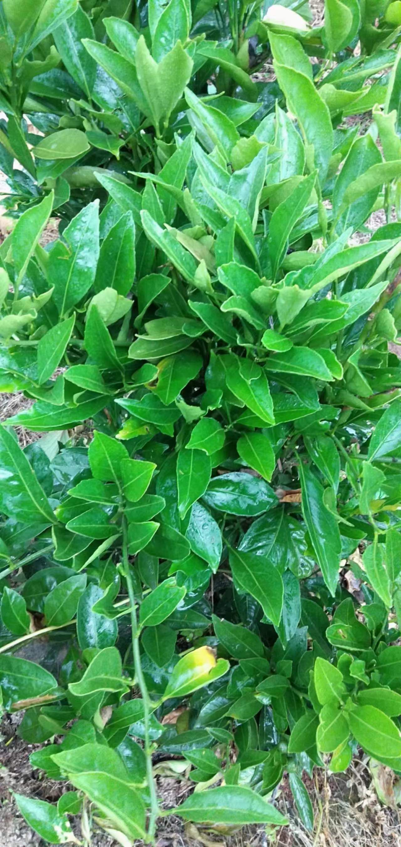 5%阿维菌素15378717347