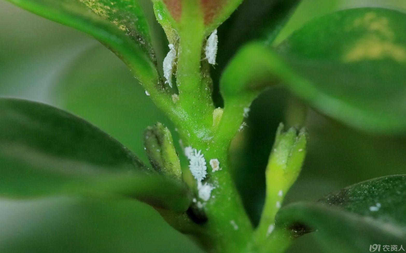 科学网—园林植物介壳虫 - 李阿根的博文