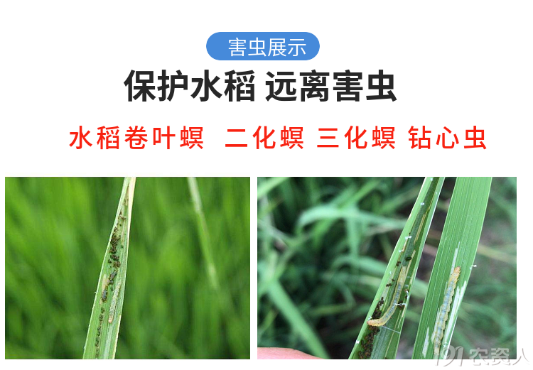 15378717347水稻钻心虫抗性二化螟三化螟套餐