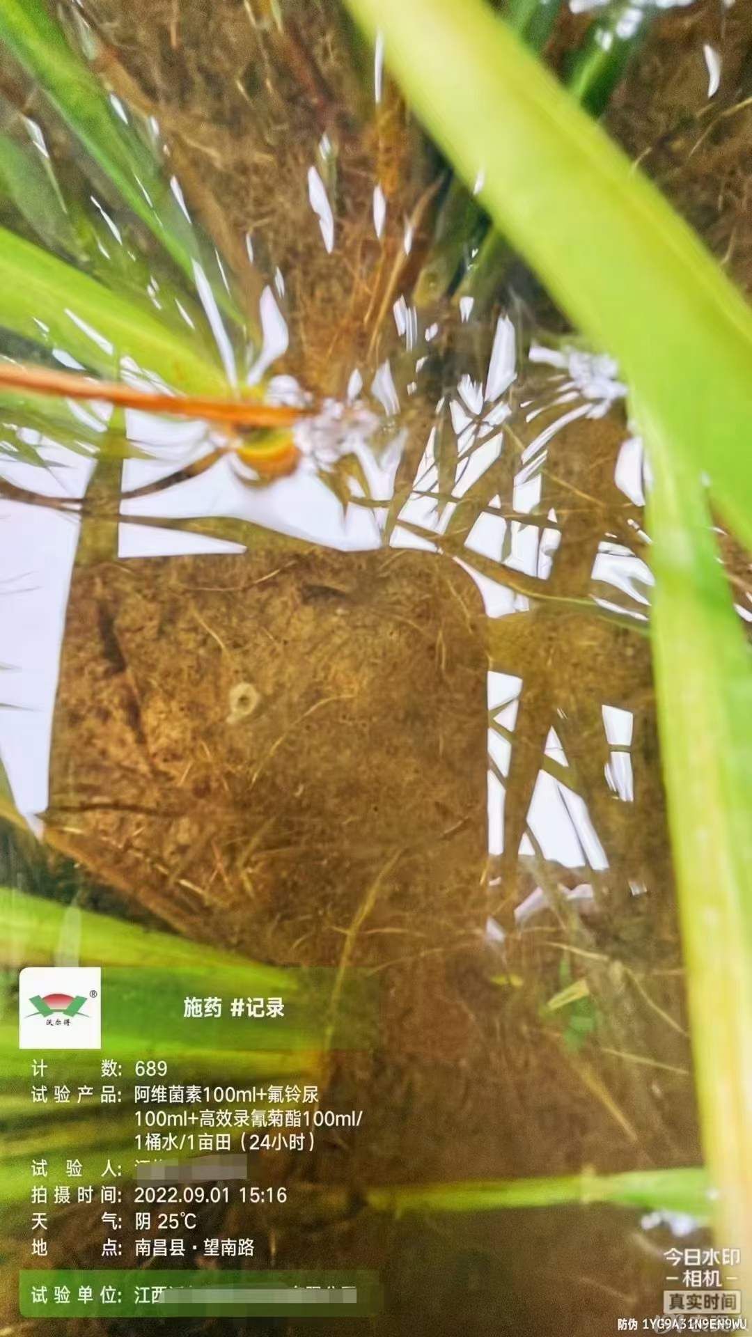 15378717347水稻钻心虫抗性二化螟三化螟套餐