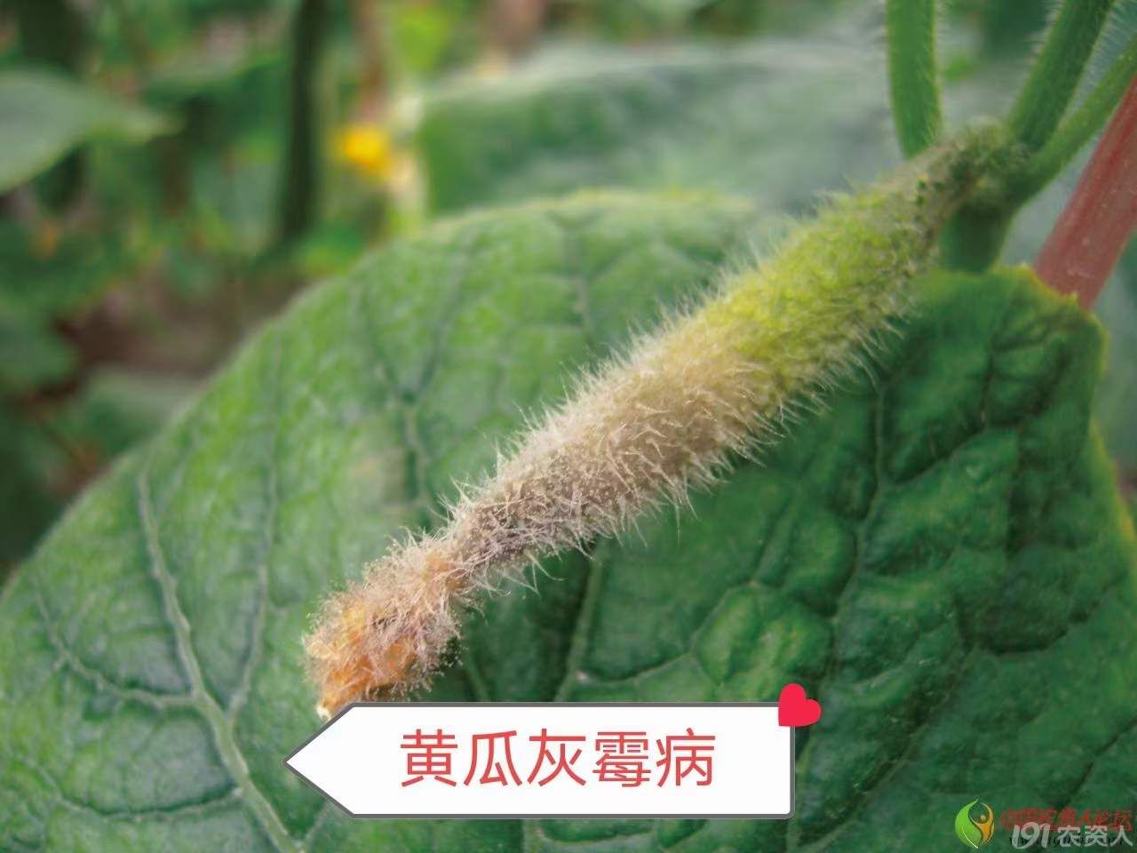 25%异菌脲15378717347