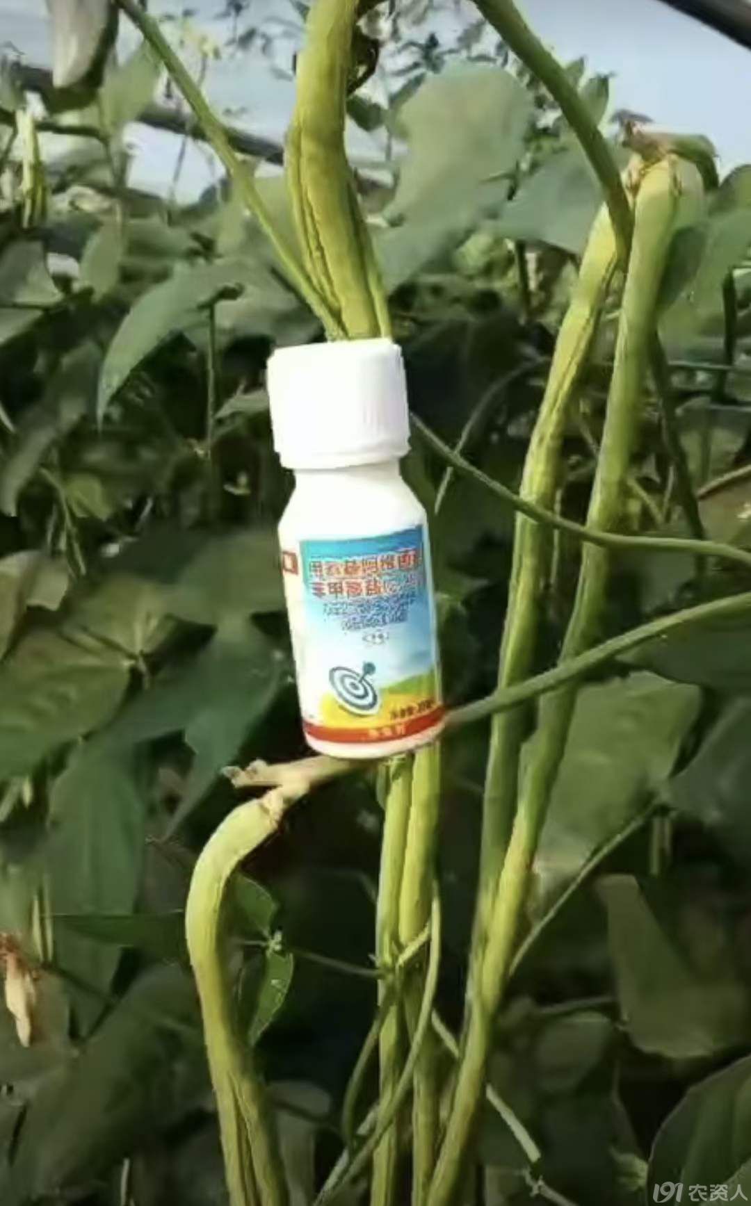 广凯2.2%甲维盐治青虫15378717347