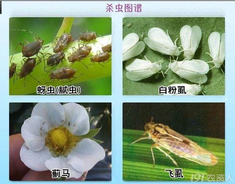 70%啶虫脒15378717347