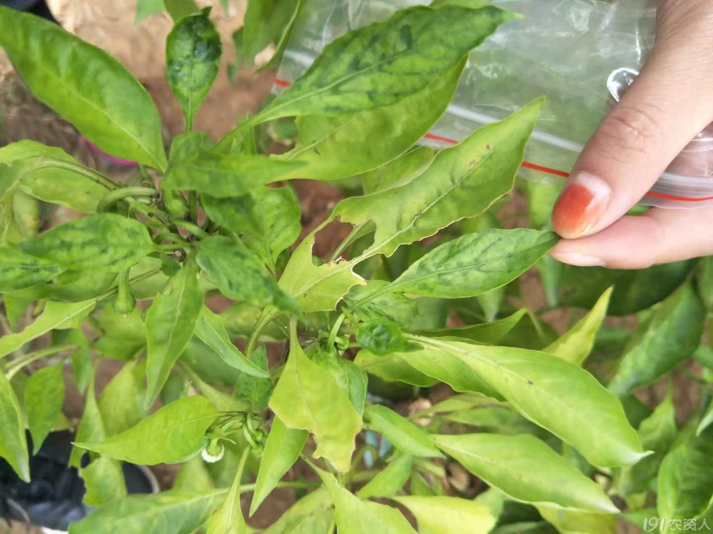 病毒病用药15378717347