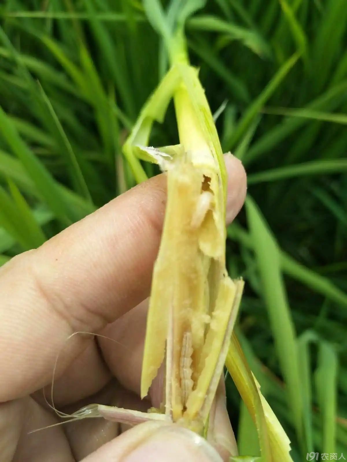 ˮĳ15378717347