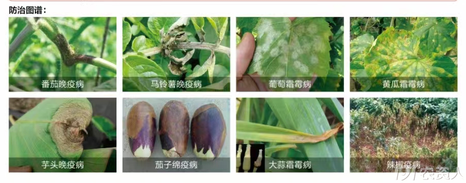 40%精甲霜灵烯酰吗啉.