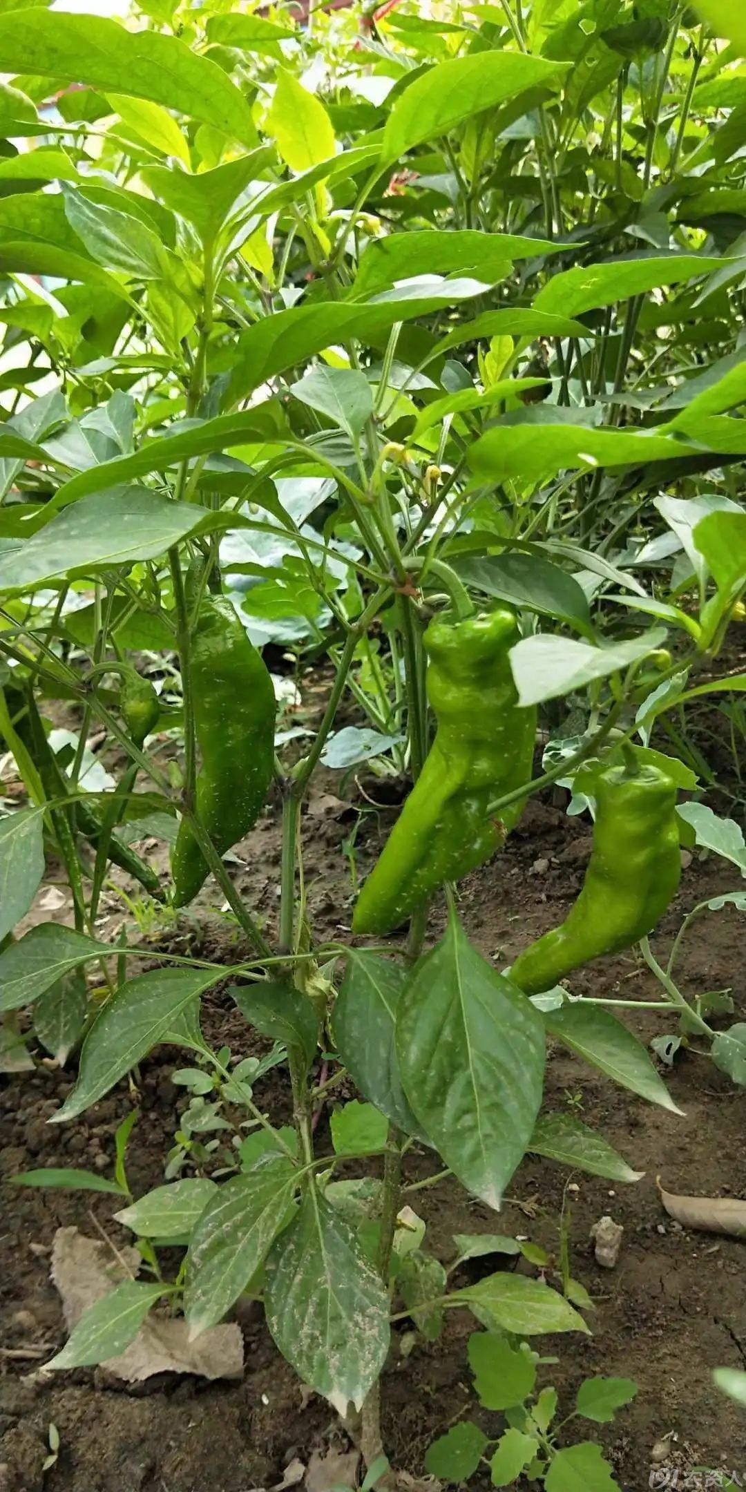 病毒病解决方案15378717347