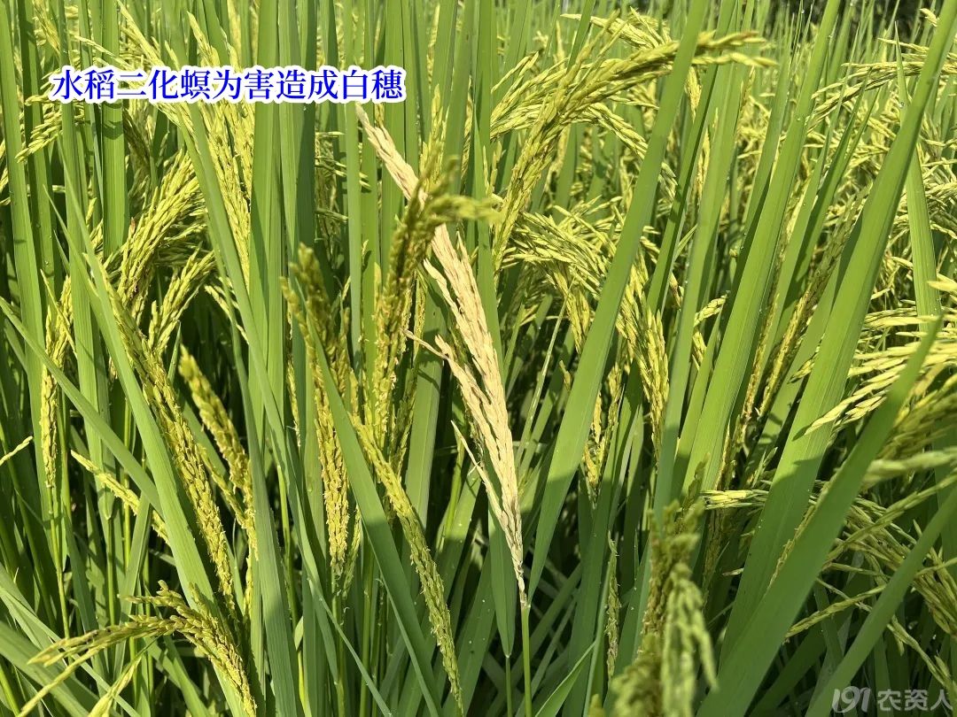 水稻二化螟防治15378717347