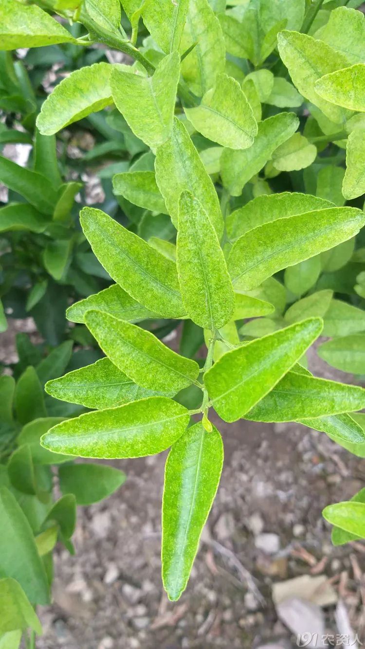 溦15378717347
