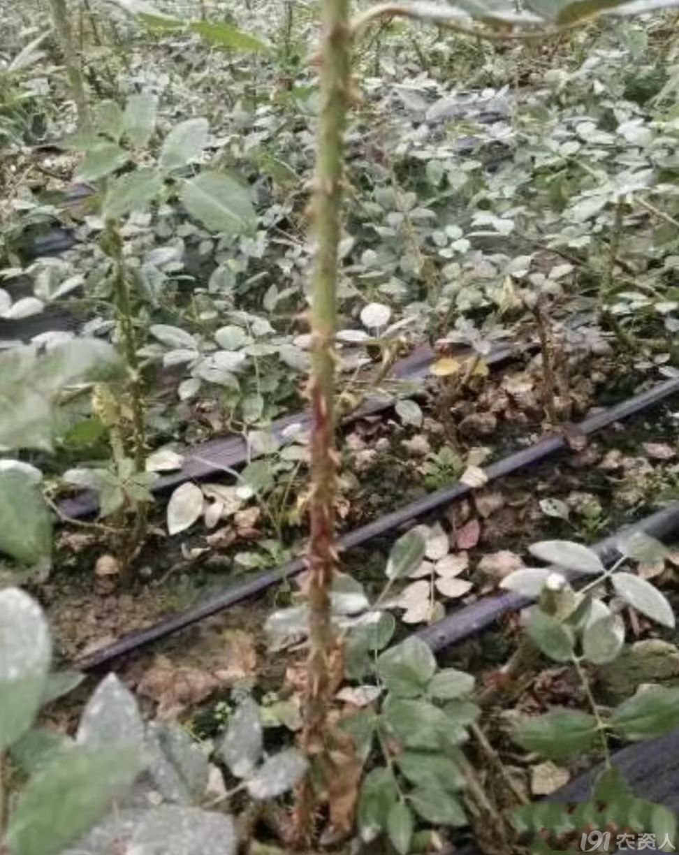 灰霉病防治15378717347