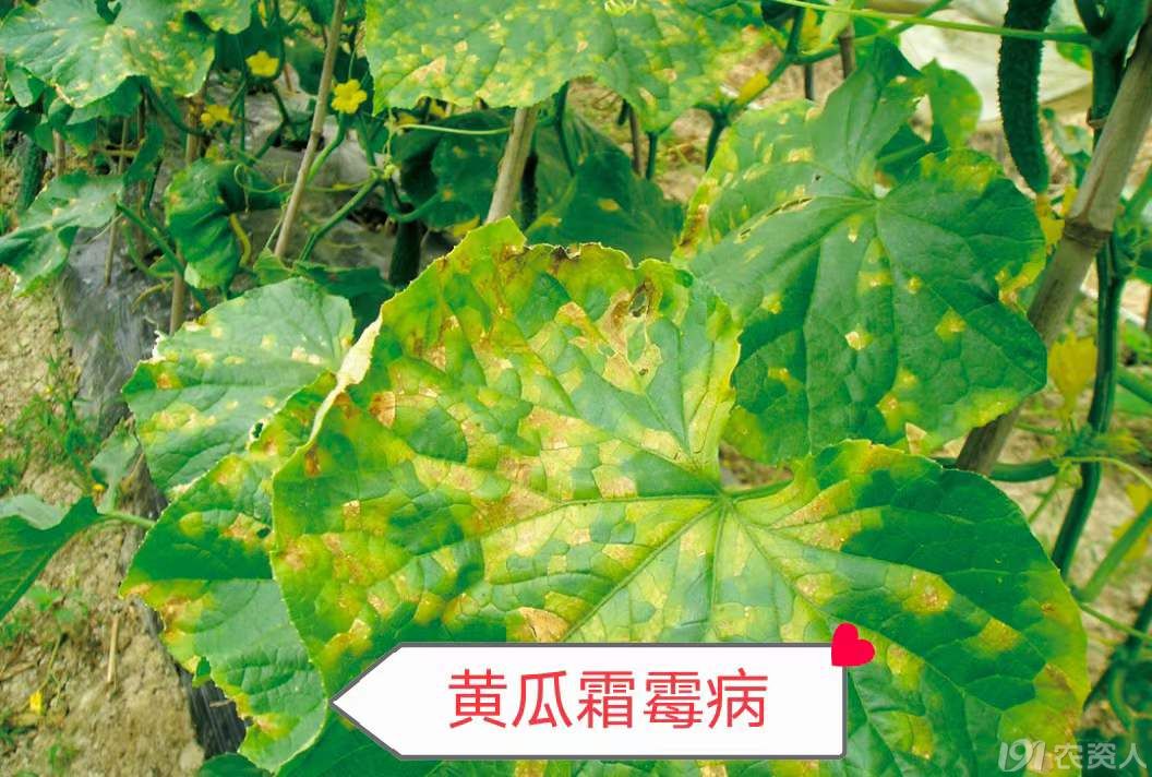 70%烯酰吗啉霜脲氰15378717347
