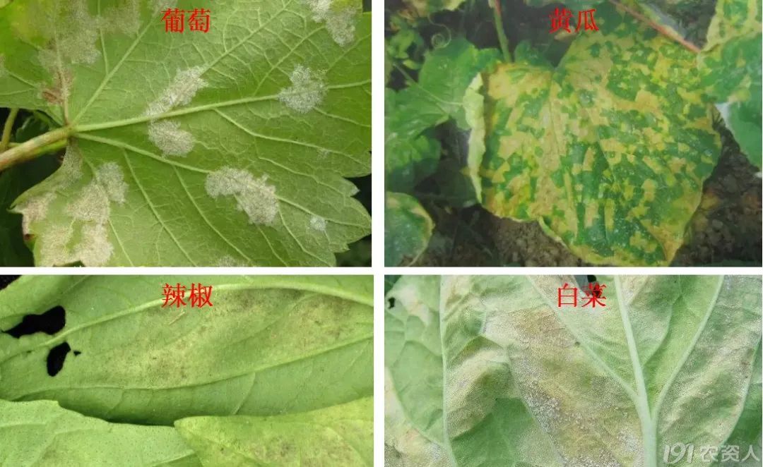 70%烯酰吗啉霜脲氰15378717347