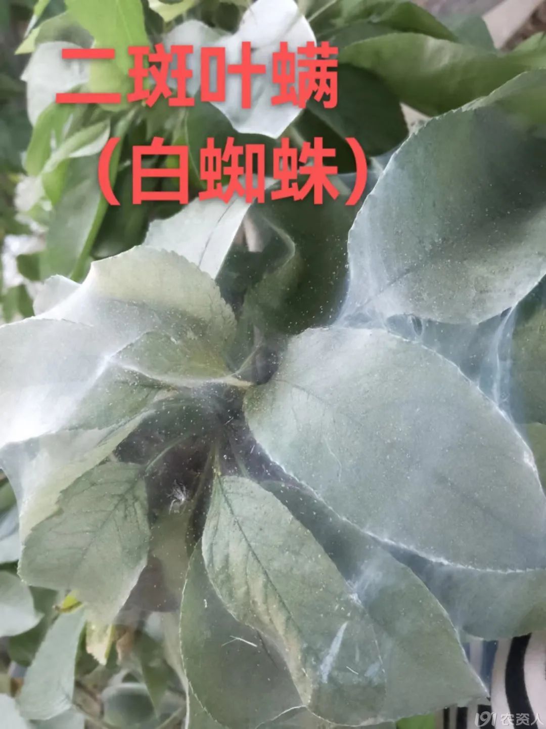 Ҷ15378717347
